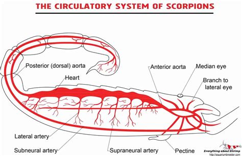 Scorpions Internal Anatomy - Shrimp and Snail Breeder