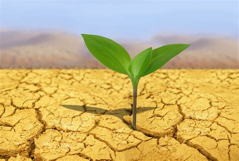 Microbes help plants survive severe drought • Earth.com