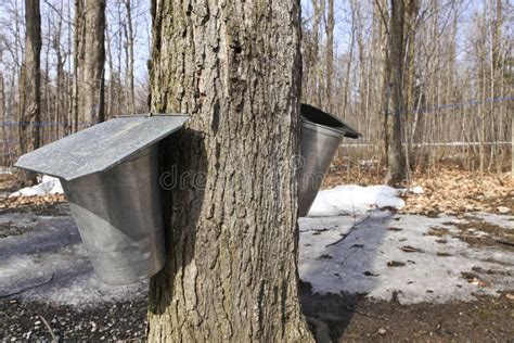 Droplet Of Sap Flowing From The Maple Tree Stock Image Image Of