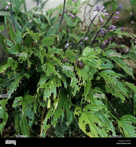 Hosta Slug Damage Hi Res Stock Photography And Images Alamy