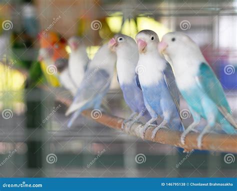 Pequeos Loros Jovenes Lindos De Tono De Las Cotorras Rizadas En