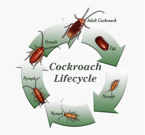 Life Cycle Of A Cockroach – Telegraph