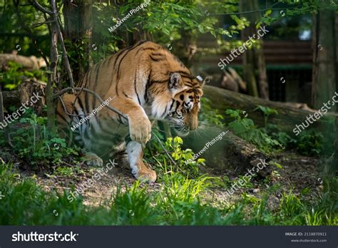 Bengal Tiger Bengal Tiger Population Largest Stock Photo 2118870911 | Shutterstock