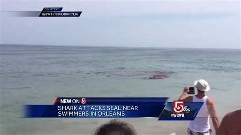 Shark Attacks Seal Near Beachgoers On Cape Cod