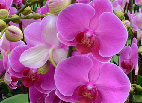 The Amazing True History Of Orchids And What Their Colors Represent