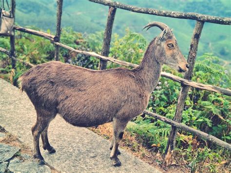 Premium Photo | Nilgiri tahr