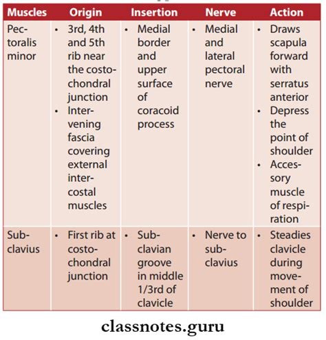 Muscles of the Pectoral Region - Class Notes