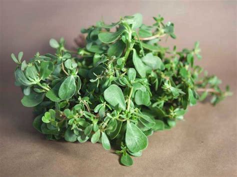 Common Purslane Seed