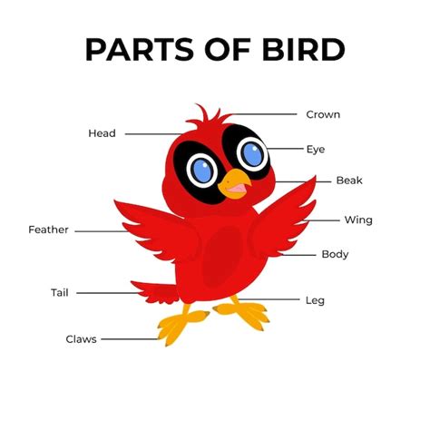 Premium Vector Bird Parts Of Body