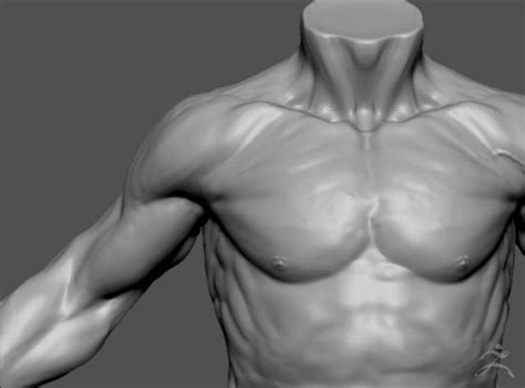 Daily Sculpting Exercises Male Anatomy Study