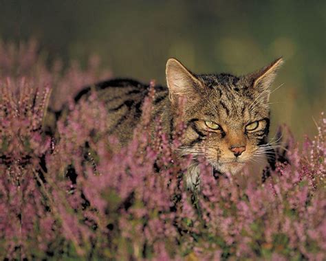 The future of the endangered Scottish Wildcat species