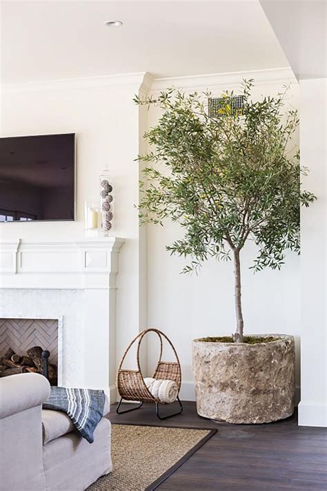 Indoor Olive Trees Indoor Olive Tree Indoor Tree Natural Home Decor