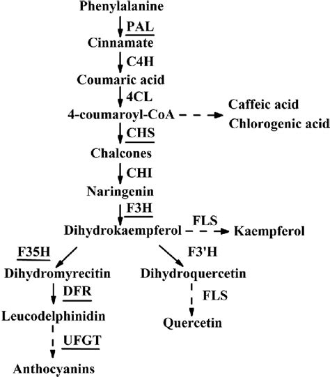 Simplified Scheme Of The Biosynthetic Pathway Of Phenolic Compounds