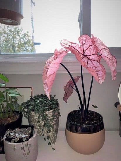 42 Pretty Pink Houseplants Best Pink Indoor Plants