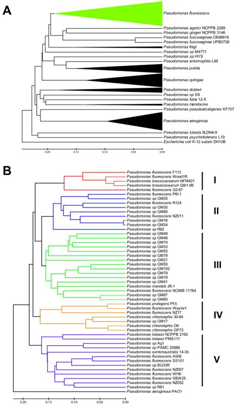 Pseudomonas Spp Phylogenomic Analysis A Whole Genome Based