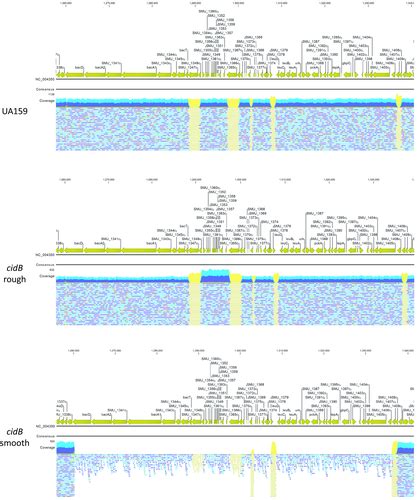 Genomic Instability Of Tnsmu2 Contributes To Streptococcus Mutans