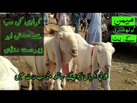 Memon Goth Bakra Mandi Karachi Today Mandi Rate Update Sep Memon