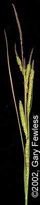 Wetland Plants Of Wisconsin Carex Stricta Tussock Sedge