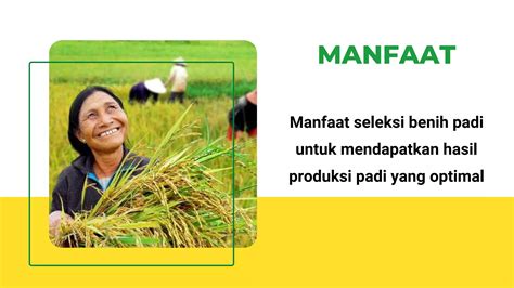 Seleksi Benih Tanaman Padi Pptx