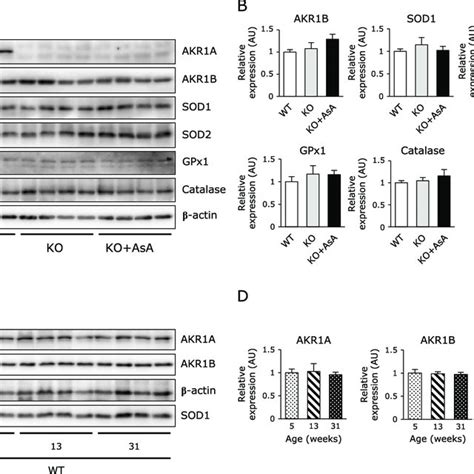 Histological analyses of hippocampus tissue of the mice. H&E (A) and ... 
