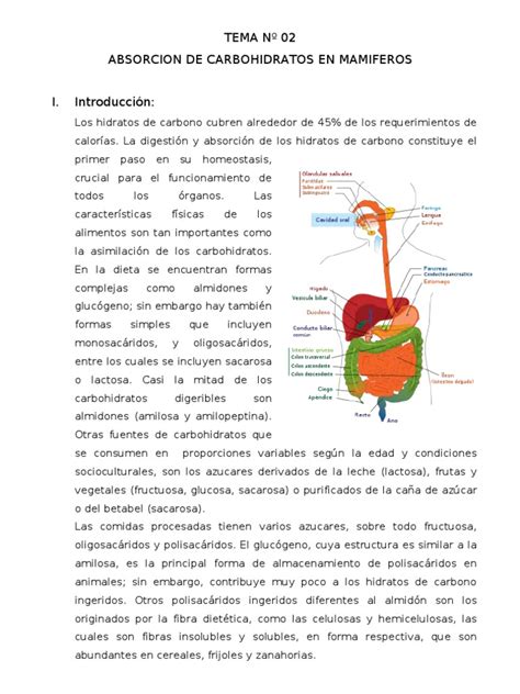 Pdf Absorcion De Carbohidratos Cuy Dokumen Tips