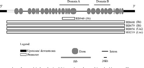 Table 1 From Spectrum Of Germline RB1 Mutations And Clinical