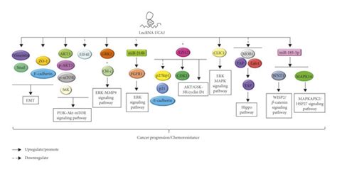 The Signaling Pathway Associated With Lncrna Uca1 In Gi Cancer Lncrna Download Scientific