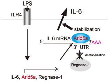 Immune Regulation Osaka University Immunology Frontier Research Center