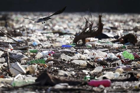 Le Plastique Une Menace à Léchelle Planétaire