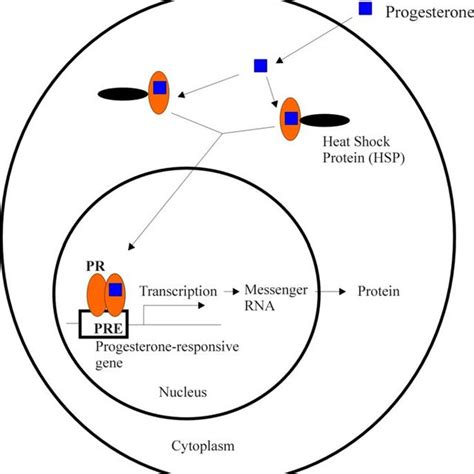 1. Steroid Receptor Response Mechanism of the Progesterone Receptor ...