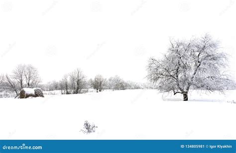 Winter Landscape during Snowfall, Silhouette of a Single Tree on a ...