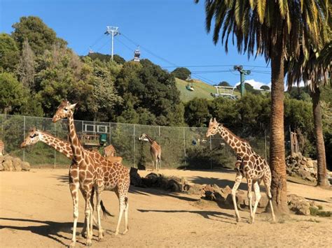 Wildlife Adventure at the Oakland Zoo | Marin Mommies