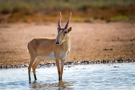 Saiga - Worldwide Nature