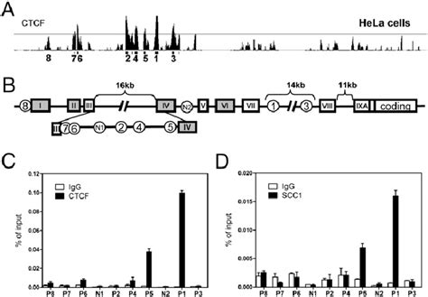 CTCF And Cohesin Are Associated With The BDNF Locus In Mouse Cortical