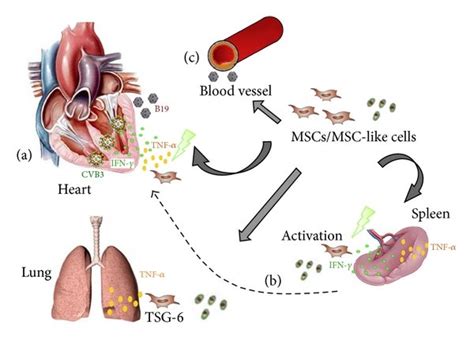 Hypothetical Scheme Representing How The Cardiac Outcome In