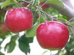 Buy Apple Trees Red Fruited Online Crj Fruit Trees Nursery Uk