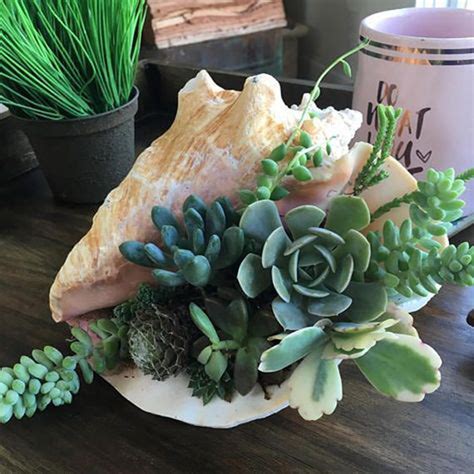 38 Indoor Succulent Display Ideas To Beautify Your Home Obsigen