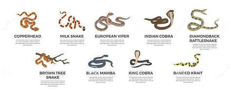 Dangerous Poisonous Snakes with Names Collection, Vector Illustration ...