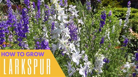 Larkspur Flower Meaning In English Best Flower Site