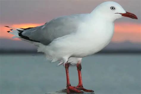 Are There Seagulls In Hawaii Hawaii Bird Guide