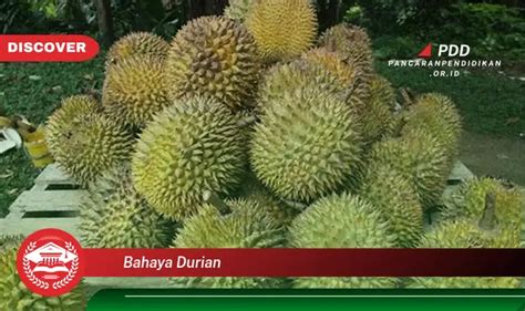 Intip 5 Bahaya Durian Yang Jarang Diketahui