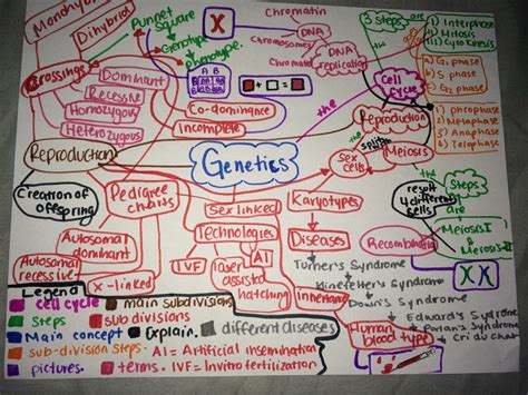 Unit 2 Concept Map Biology E Portfolio