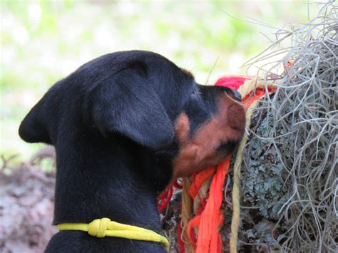 Yellow Female Shine Akc Doberman Puppies For Salehawthorne Fl