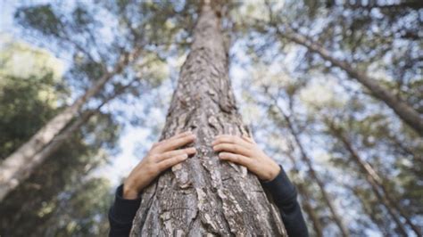 Abrazar a un árbol para sentirte mejor