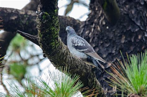 Colombe Oiseau Arbre Direction Photo Gratuite Sur Pixabay Pixabay