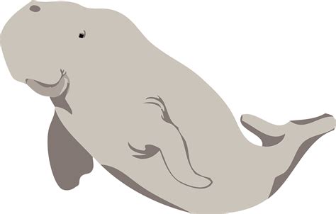 Whale Cut Files For Silhouette Beluga Whale Svg Beluga Whale Svg Eps