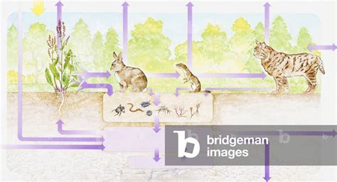 Image of Biosphere, ecosystem, drawing (photo)