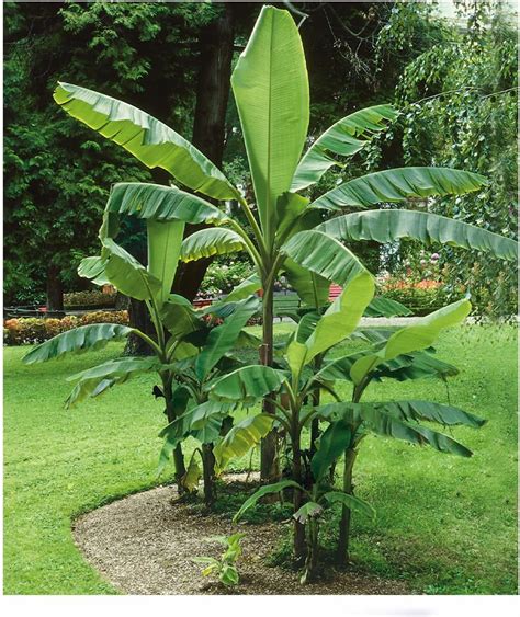 BALDUR Garten Winterharte Bananen grün 1 Pflanze Faserbanane