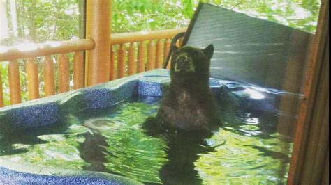 Bear takes a dip in hot tub at Gatlinburg cabin | wbir.com