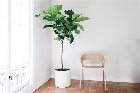 Selain Monstera Ini 5 Tanaman Yang Cocok Untuk Interior Minimalis